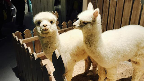 家居賣場開動物樂園，羊駝、土撥鼠等600只動物齊聚